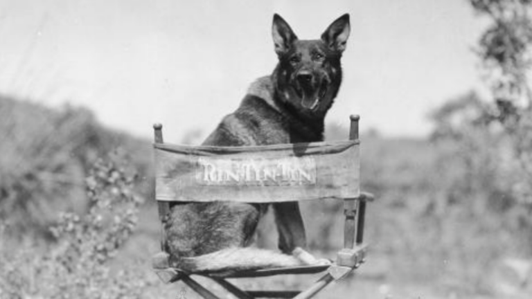 The Real Dogs Behind 10 Iconic Canine Roles